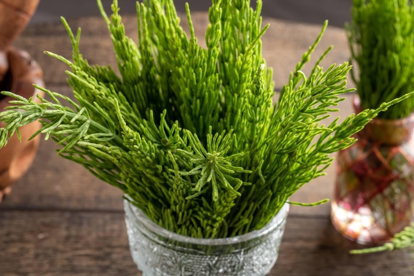 Skrzyp polny w kubeczku. Jakie właściwości i zastosowanie ma ziele skrzypu w ziołolecznictwie?