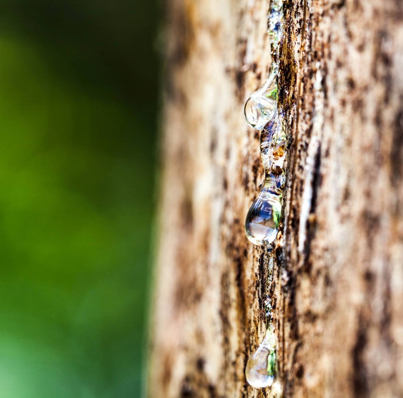 Sok z brzozy - właściwości