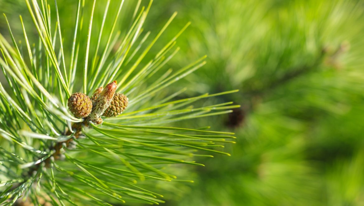 Sosnowe smakołyki, czyli przepisy z igiełkami sosny autorstwa Agnieszki Żelazko.