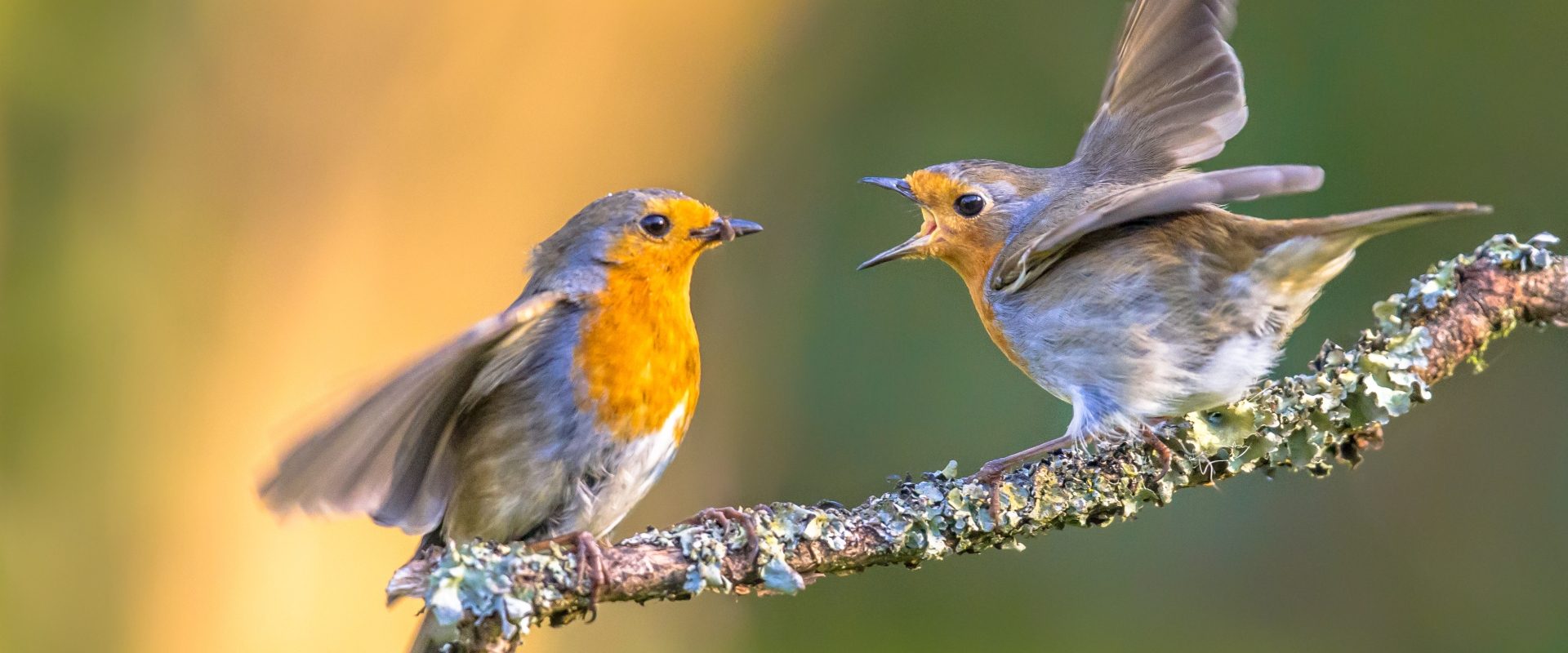 Ptasie radio. Ptaki śpiewają na gałęzi.