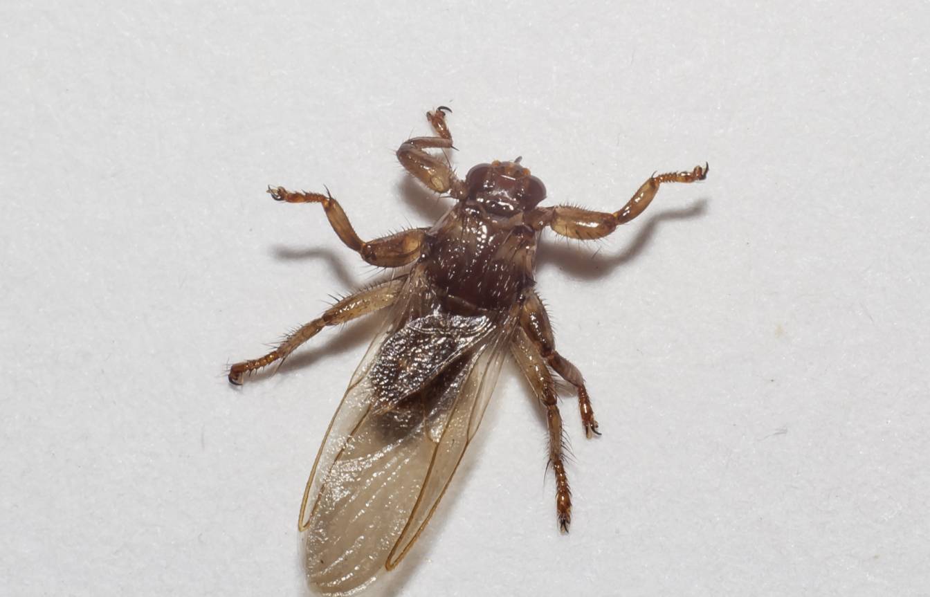 Strzyżak jeleni (Lipoptena cervi) - jak wyglądają strzyżaki, czyli latające kleszcze?