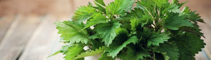 Jak zrobić sok z pokrzywy? Świeże liście pokrzywy w moździerzu na rustykalnym blacie.