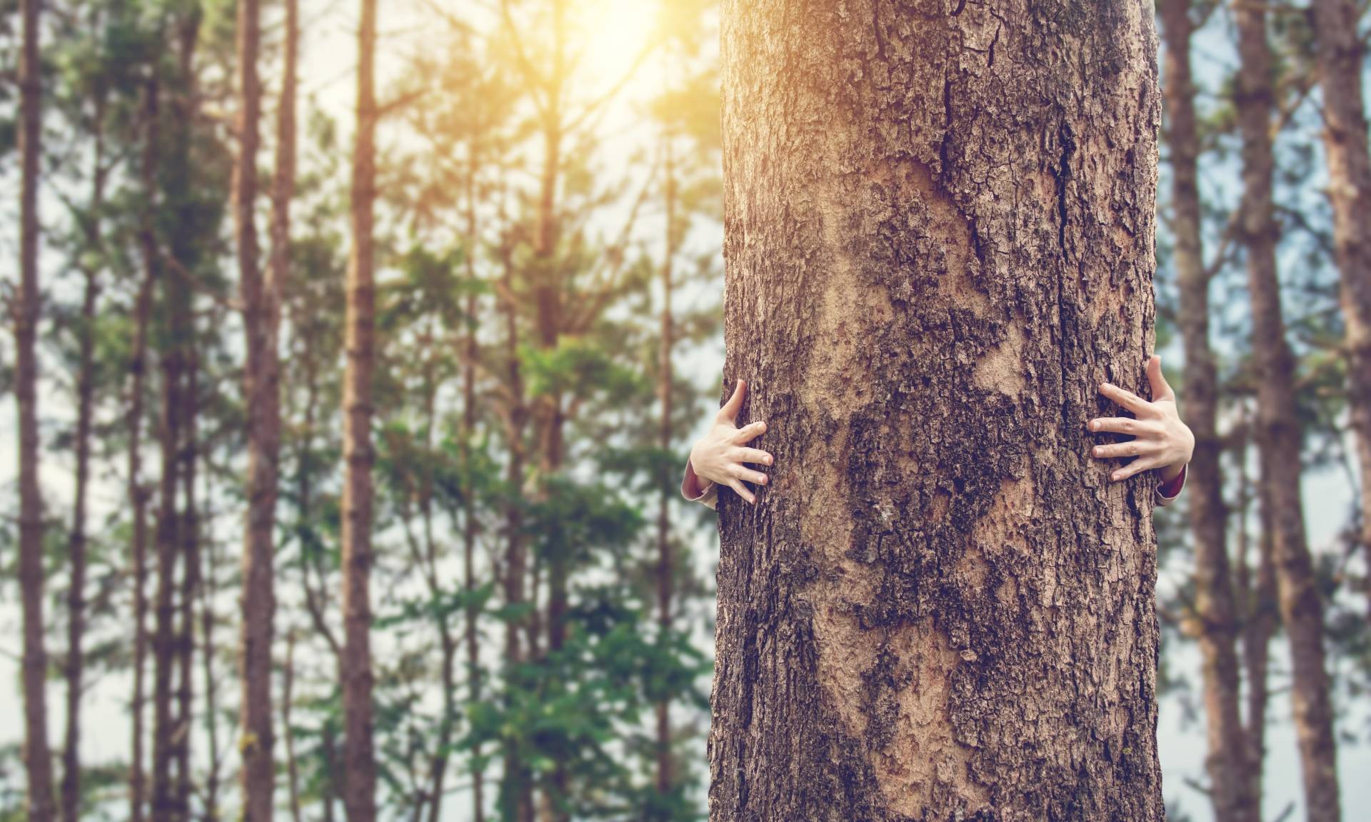 Na czym polega sylwoterapia? Czym jest leśna kąpiel?