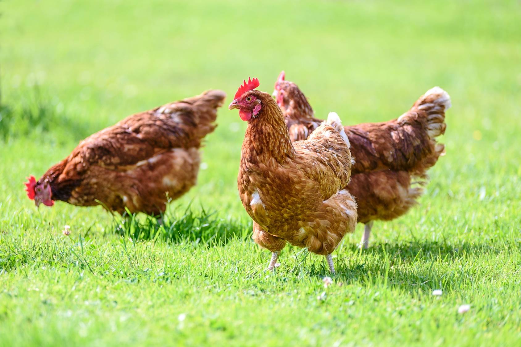 Szczęśliwe kury z wolnego wybiegu - jajka ekologiczne.