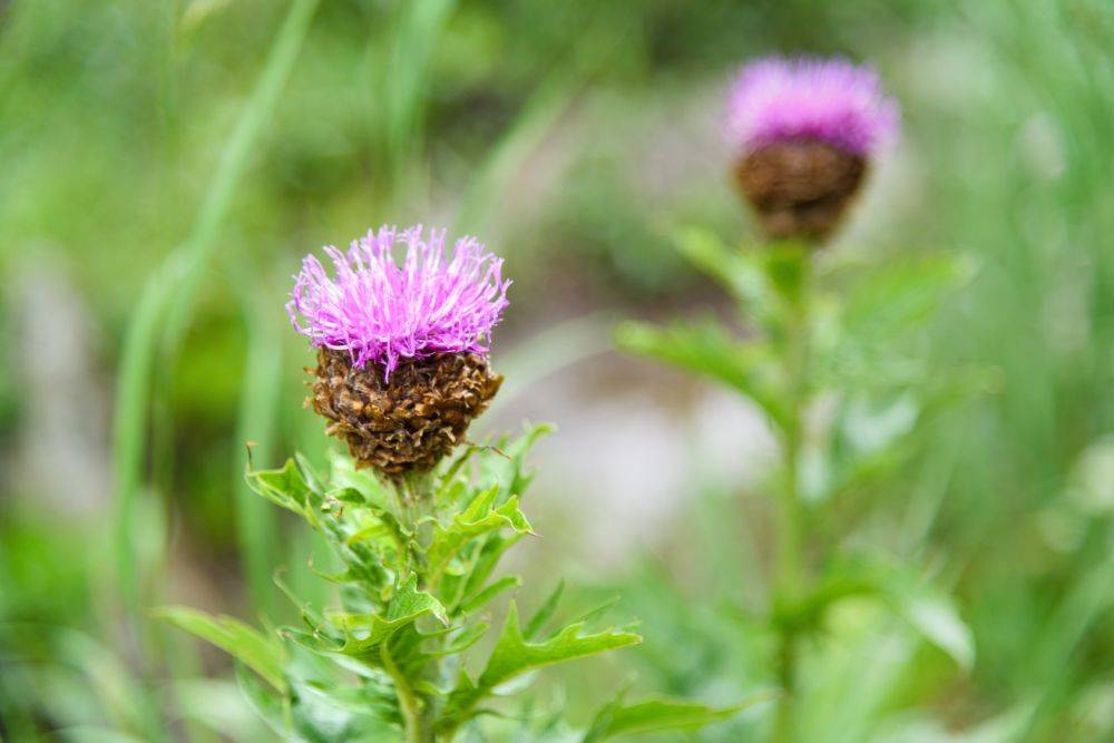 Szczodrak korkoszowy - jakie właściwości mają adaptogeny?