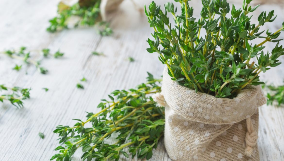 Tymianek zwyczajny - właściwości i zastosowanie. Jak stosować tymianek w ziołolecznictwie i w kuchni? Jak wygląda tymianek? Liście tymianku wystają z płóciennego woreczka stojącego na starym drewnianym stole.