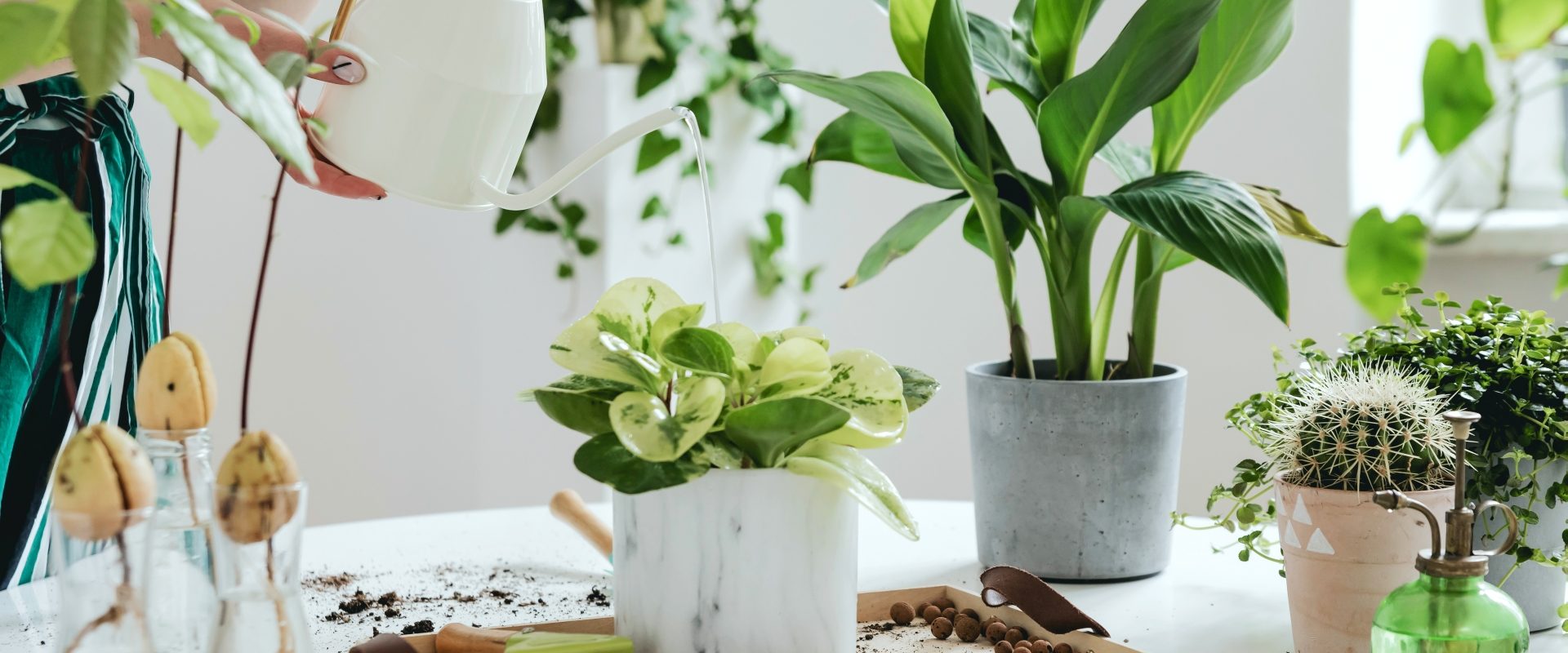 Trujące rośliny doniczkowe. Kobieta przesadza kwiaty doniczkowe na białym blacie w kuchni.