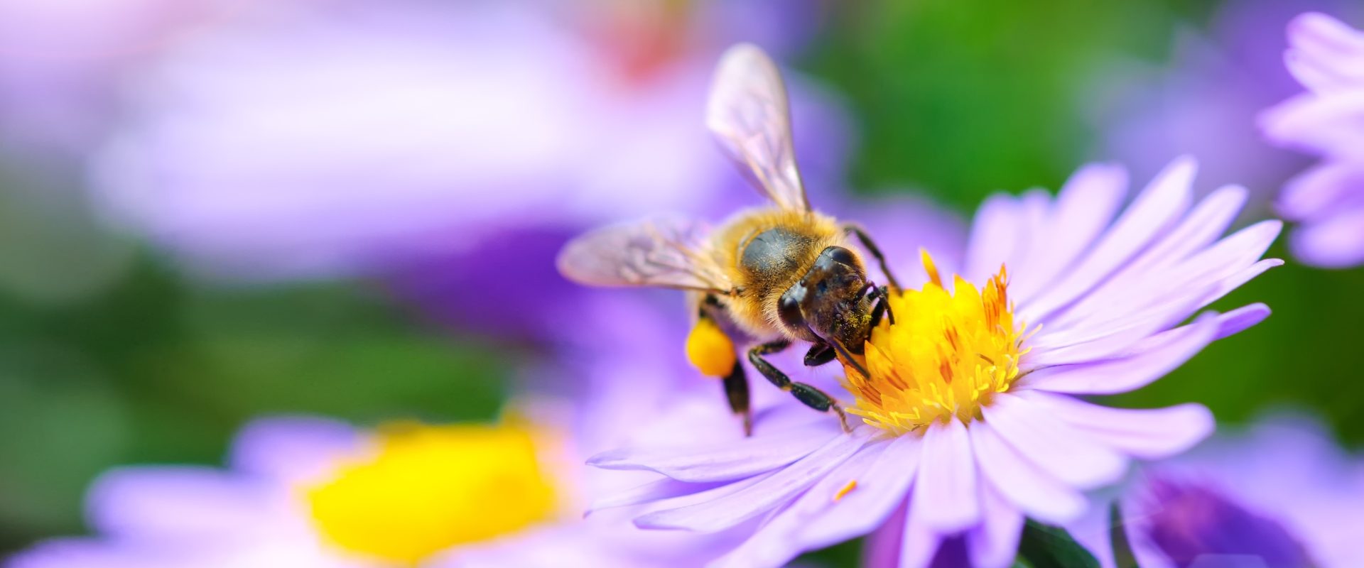 Użądlenie osy lub pszczoły - objawy, pierwsza pomoc. Jak pomóc w przypadku wstrząsu anafilaktycznego? Pszczoła zbiera nektar z fioletowego kwiatka.