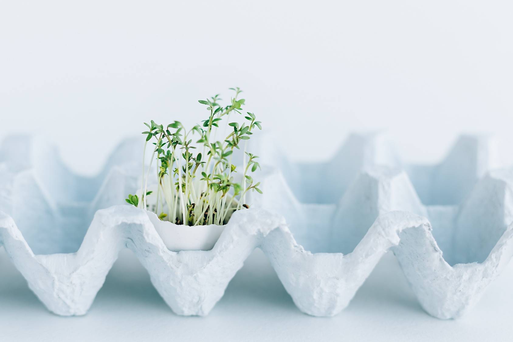 Wegańska Wielkanoc - jak ją przygotować?