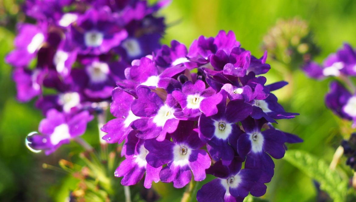 Werbena - pielęgnacja i uprawa. Zbliżenie na fioletowe kwiaty werbeny w słońcu.