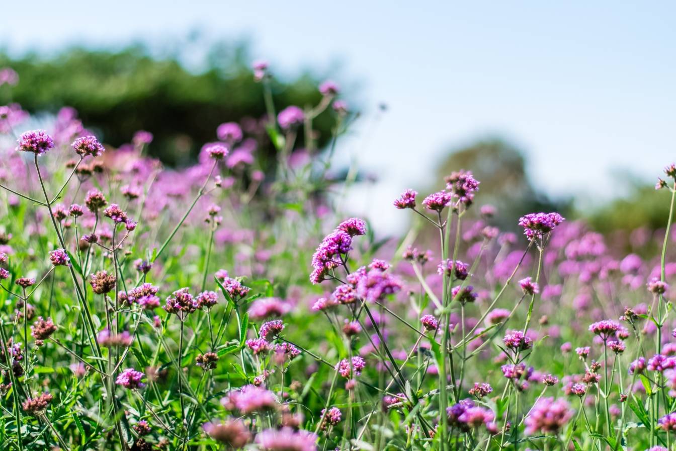 Łąka pełna fioletowych kwiatów werbeny. Jak sadzić i uprawiać werbenę?