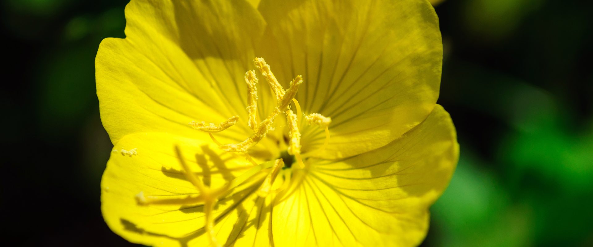 Wiesiołek - właściwości, działanie i zastosowanie. Zbliżenie na żółty kwiat wiesiołka na łące.