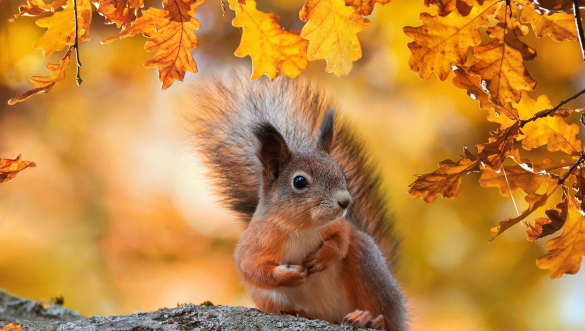 Ruda wiewiórka na gałęzi drzewa jesienią w parku. Co jedzą wiewiórki? Jak o nie dbać?