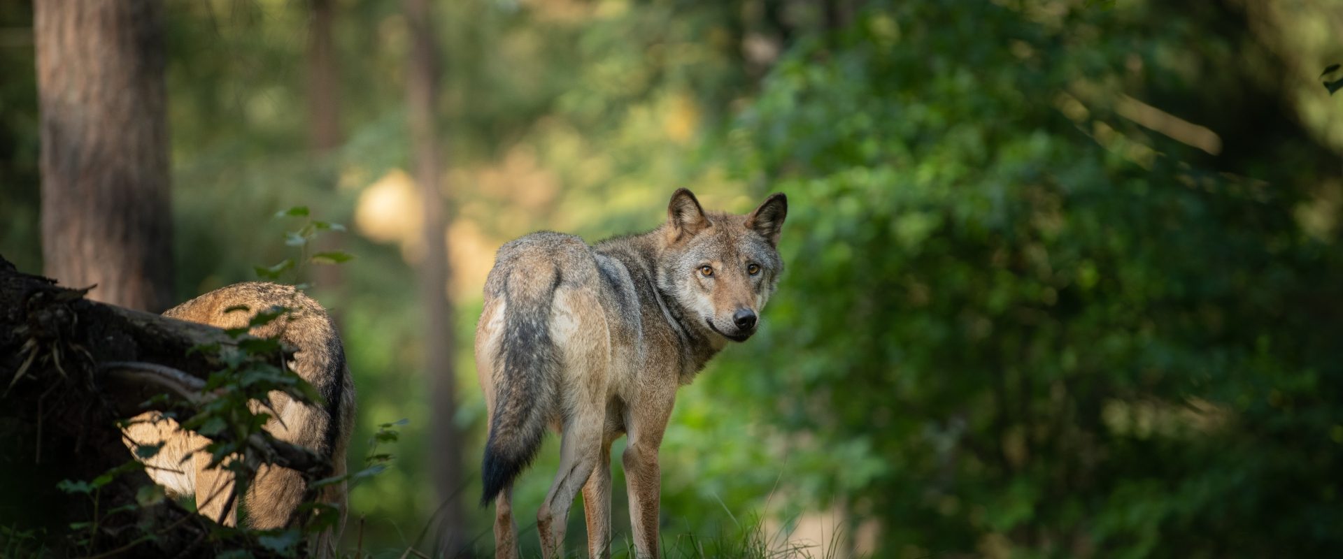 Co robic, gdy spotkamy w lesie wilka?