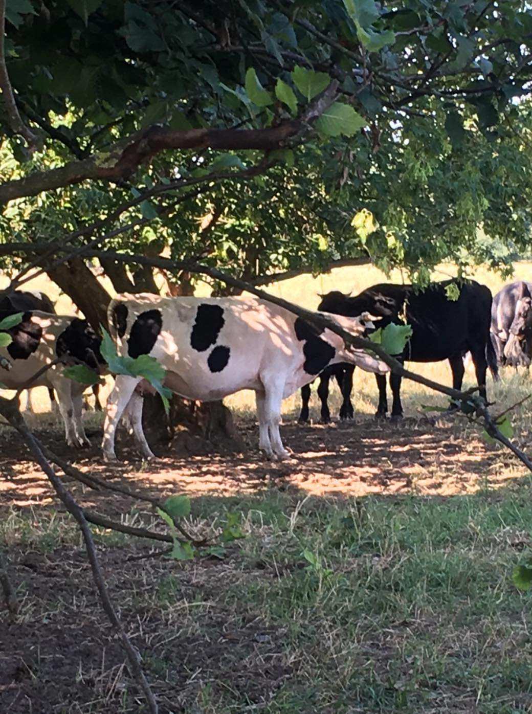 Wolne krowy z Deszczna - jak możesz pomóc?