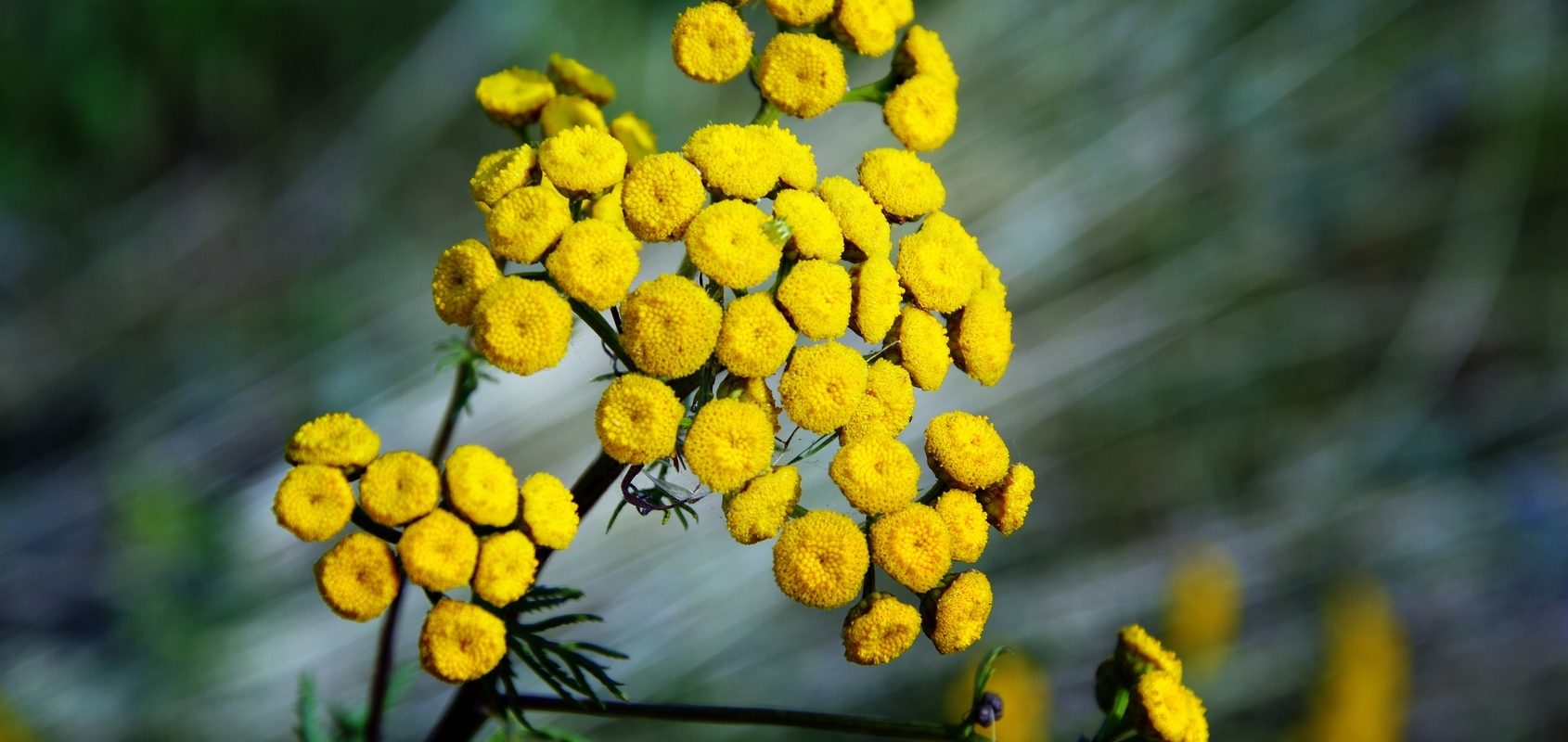 Wrotycz pospolity - jak zrobić naturalny preparat odstraszający kleszcze?