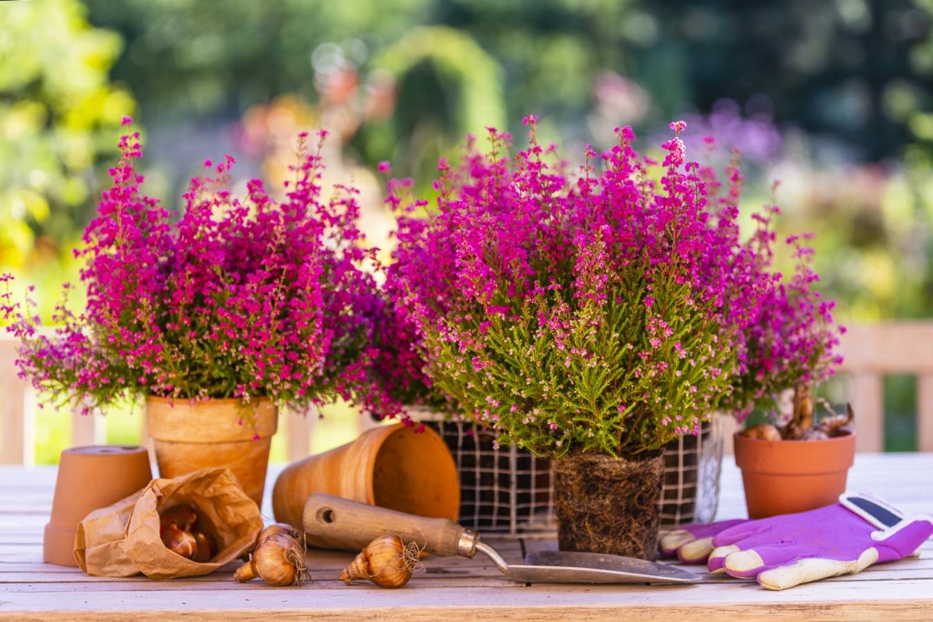 Uprawa wrzośców i pielęgnacja. Wrzośce w doniczkach do przesadzenia stoją na słonecznym tarasie na stole.