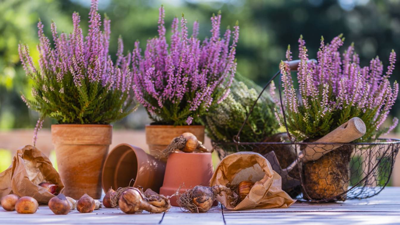 Uprawa wrzosów - jak je pielęgnować? Wrzosy w doniczkach stoją na stole w ogrodzie, czekają na przesadzenie.