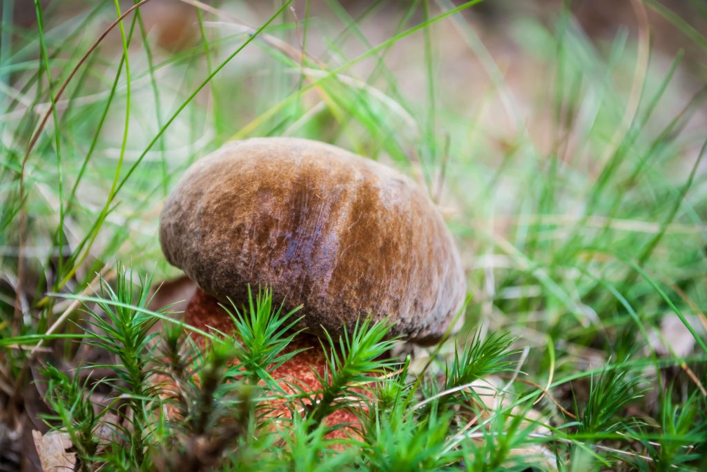 borowik ceglastopory