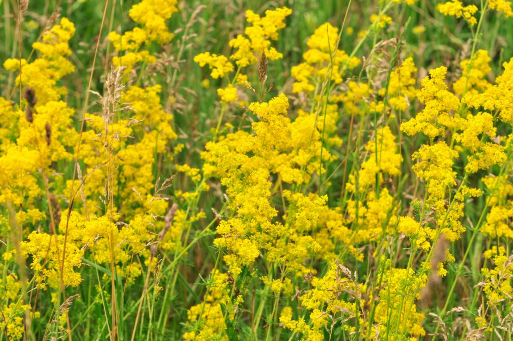 przytulia właściwa