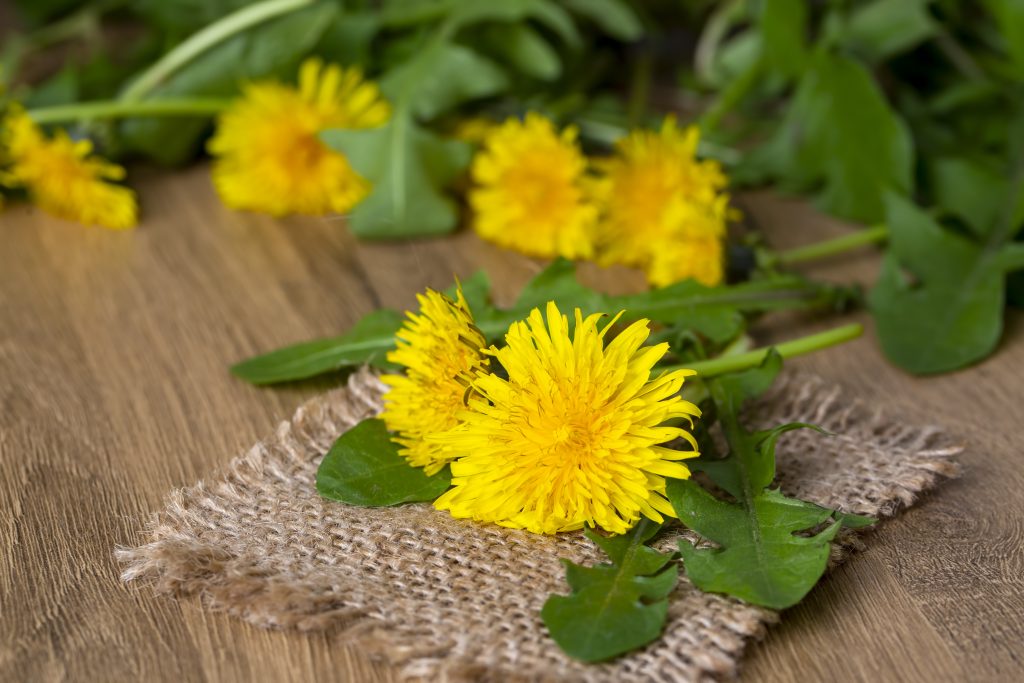 kwiaty mniszka lekarskiego