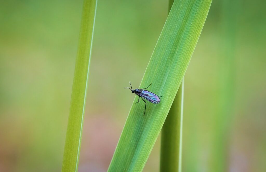 zwalczanie ziemiórek