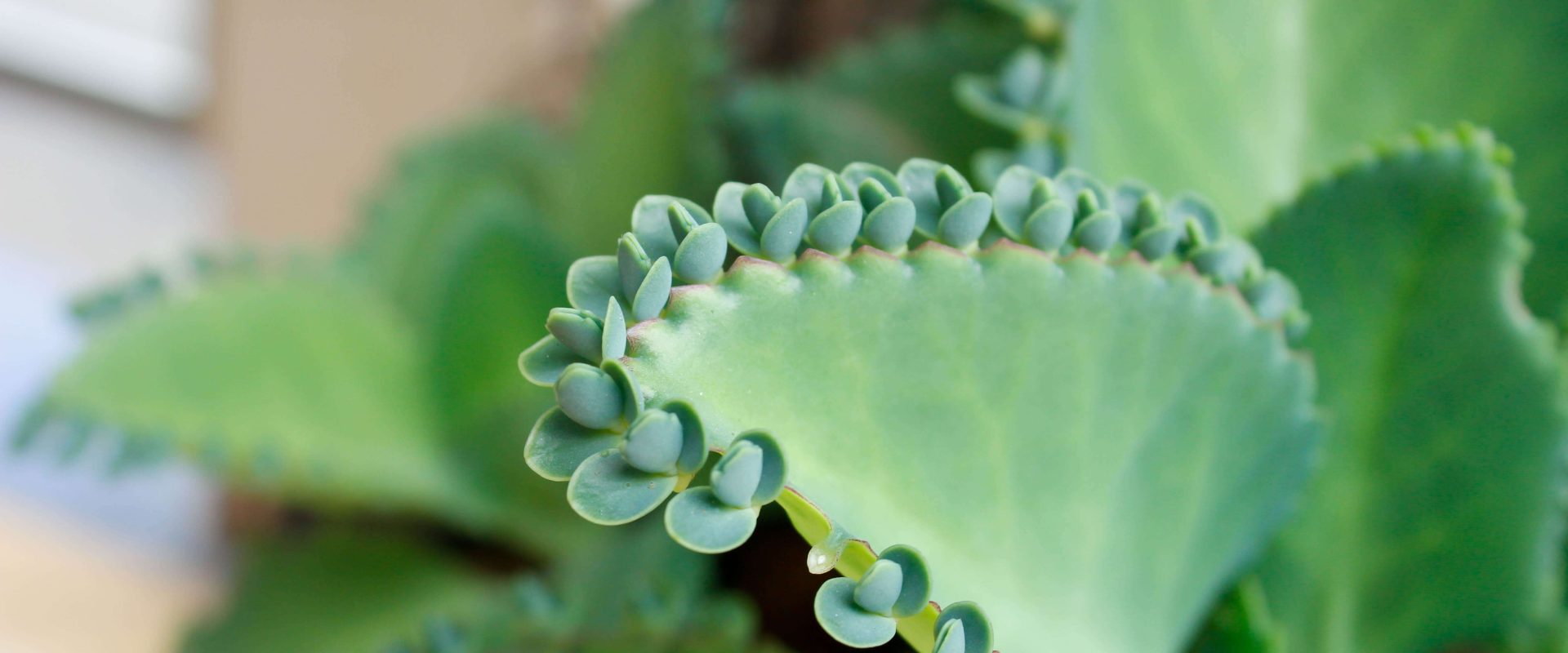 żyworódka pierzasta