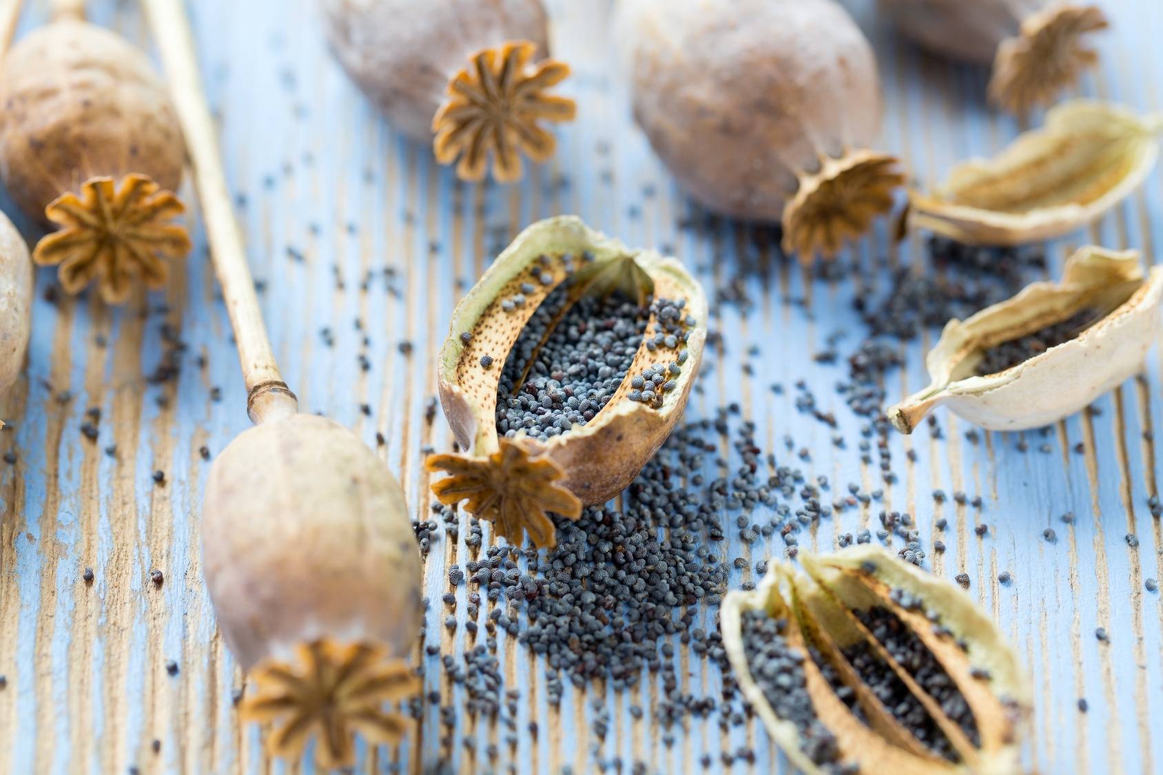 Czarne nasiona maku - wartości odżywcze i właściwości - ziarenka maku z ususzonych pąków na starym niebieskim drewnianym stole.