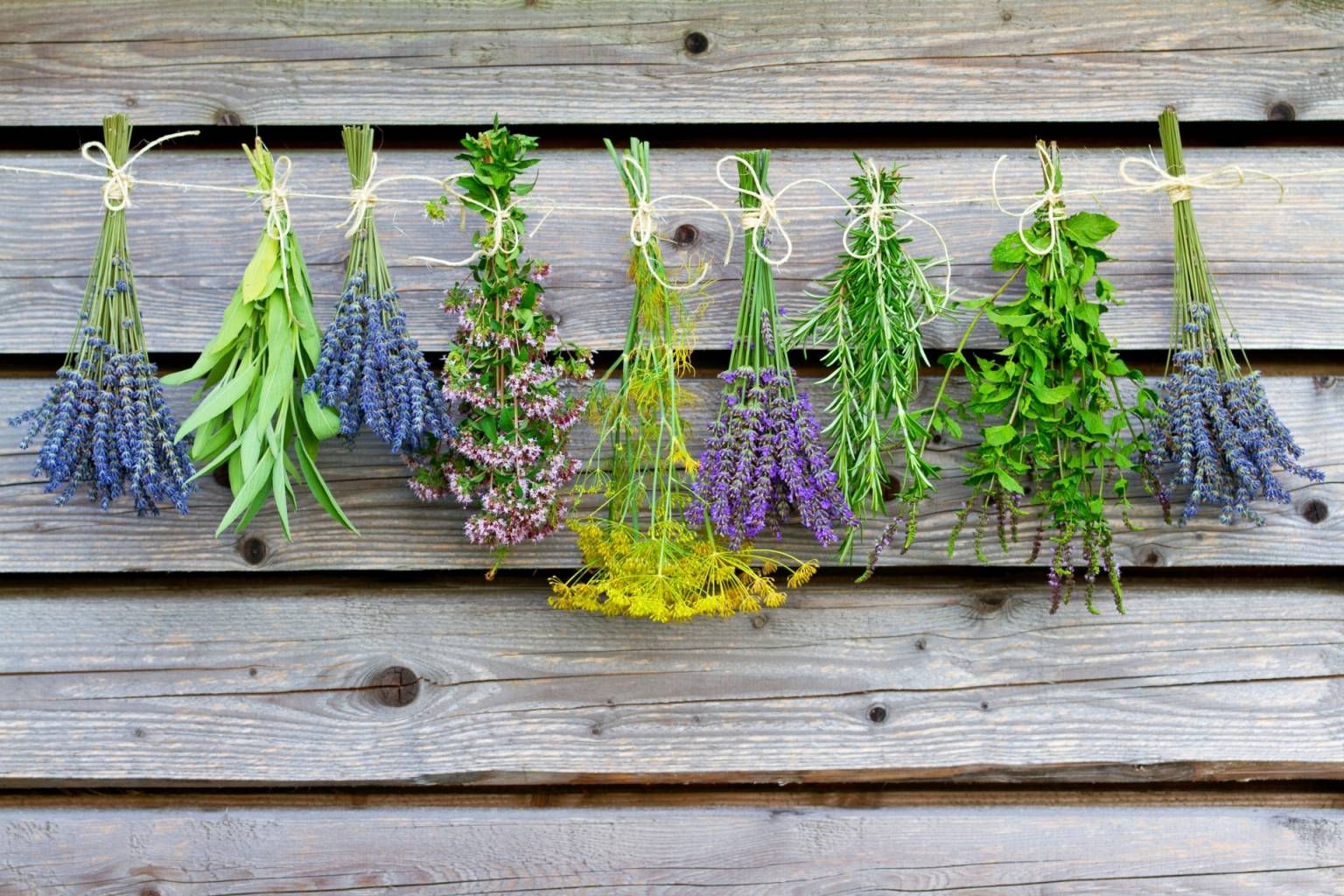 Zioła wiszące na sznurku na drewnianym płocie. W jaki sposób działają rośliny adaptogenne?